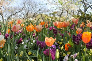 a field of tulips with many different colors at The Dahlia