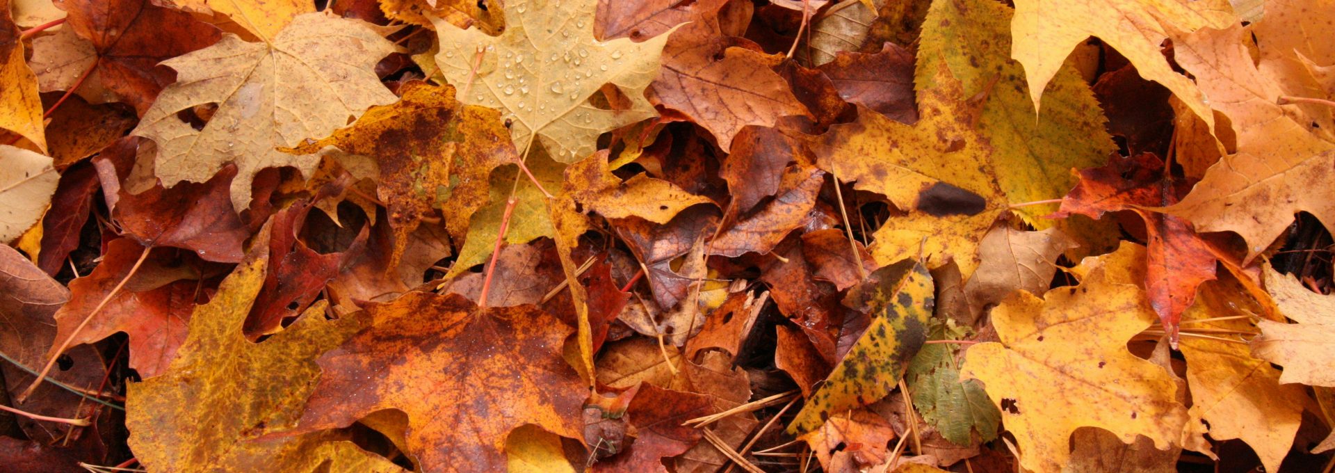brown and yellow maple leaves
